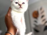 Pamuk Gibi Safkan British Shorthair Yavrular