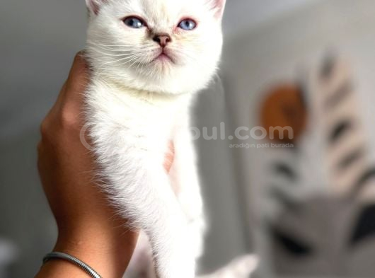 Pamuk Gibi Safkan British Shorthair Yavrular görsel