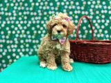 Oyuncu Sosyal Maltipoo Bebekler