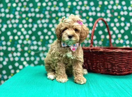 Oyuncu Sosyal Maltipoo Bebekler görsel