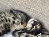 2 Aylık Yavru Kedi