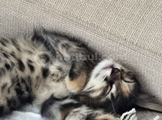 2 aylık yavru kedi