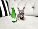 Mi̇cro Boy Exoti̇c Li̇lactan Erkek French Bulldog