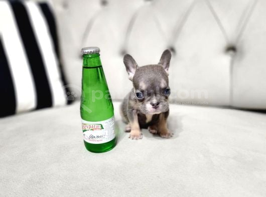 Mi̇cro Boy Exoti̇c Li̇lactan Erkek French Bulldog görsel