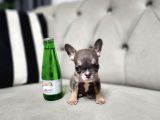 MİCRO BOY EXOTİC LİLACTAN ERKEK FRENCH BULLDOG