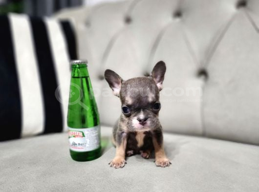 MİCRO BOY EXOTİC LİLACTAN ERKEK FRENCH BULLDOG