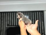 Mi̇cro Boy Exoti̇c Li̇lactan Erkek French Bulldog