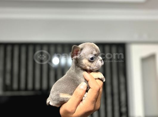 Mi̇cro Boy Exoti̇c Li̇lactan Erkek French Bulldog görsel