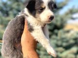 Petmode Köpek Çiftliğinden Border Collie Yavrularımız
