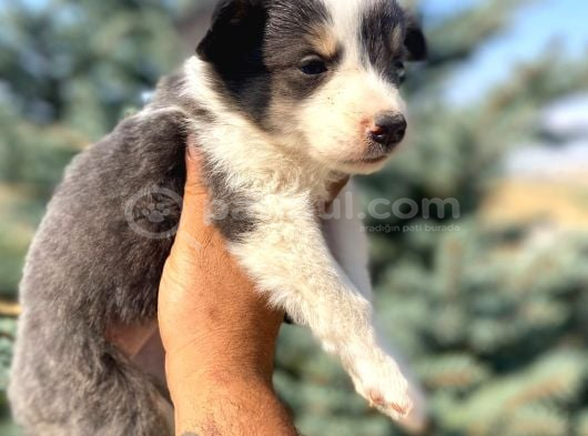 Petmode Köpek Çiftliğinden Border Collie Yavrularımız görsel