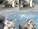 Irkının En Sevimli French Bulldog Yavruları