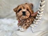 Orjinal Kore Teacup Maltipoo Yavrularimiz