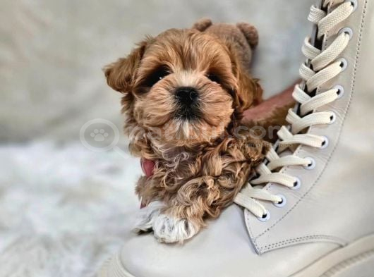 Orjinal Kore Teacup Maltipoo Yavrularimiz görsel