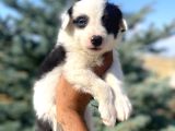 Petmode Köpek Çiftliğinden Border Collie Yavrularımız