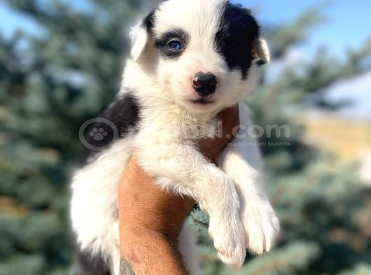 Petmode Köpek Çiftliğinden Border Collie Yavrularımız görsel