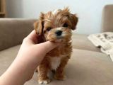 Orjinal Kore Teacup Maltipoo Yavrularimiz