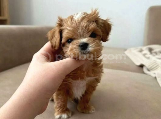 Orjinal Kore Teacup Maltipoo Yavrularimiz görsel