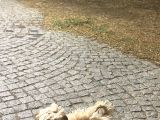 6 Aylık Dişi Maltipo Yavrumuza Yuva Arıyoruz
