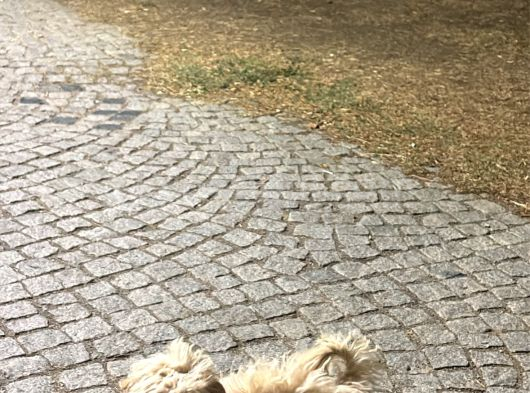 6 Aylık Dişi Maltipo Yavrumuza Yuva Arıyoruz