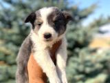 Petmode Köpek Çiftliğinden Border Collie Yavrularımız