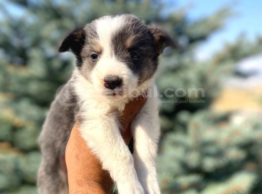 Petmode Köpek Çiftliğinden Border Collie Yavrularımız görsel