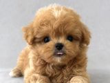 Orjinal Kore Teacup Maltipoo Yavrularimiz