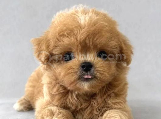 Orjinal Kore Teacup Maltipoo Yavrularimiz görsel