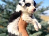 Petmode Köpek Çiftliğinden Border Collie Yavrularımız