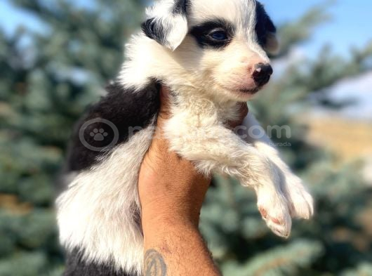 Petmode köpek çiftliğinden Border Collie yavrularımız