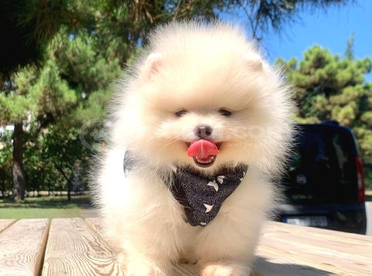 Teddy Face Boo Pomeranian Yavrular görsel