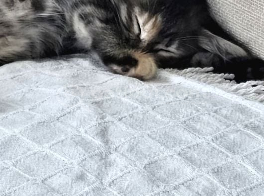 2 Aylık Yavru Kedi görsel