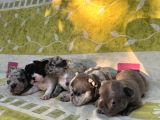 Irkının En Sevimli French Bulldog Yavruları