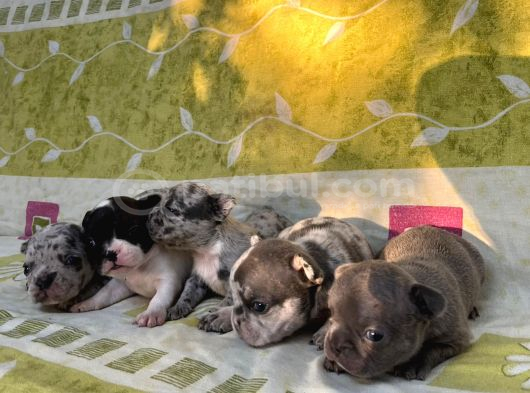 Irkının En Sevimli French Bulldog Yavruları görsel