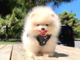 Teddy Face Boo Pomeranian Yavrular