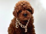 Seçkin ailelere özel toy poodle bebekler
