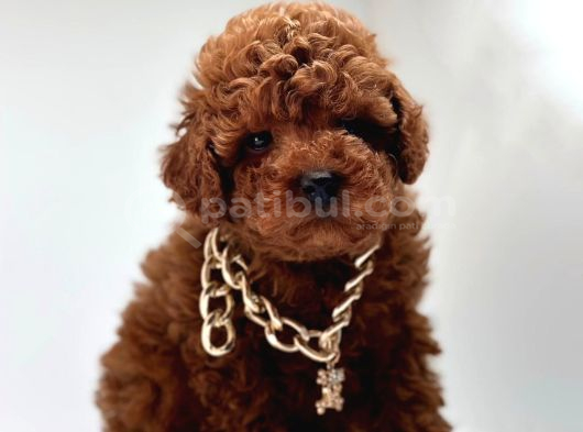 Seçkin ailelere özel toy poodle bebekler