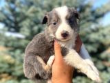 Petmode Köpek Çiftliğinden Border Collie Yavrularımız