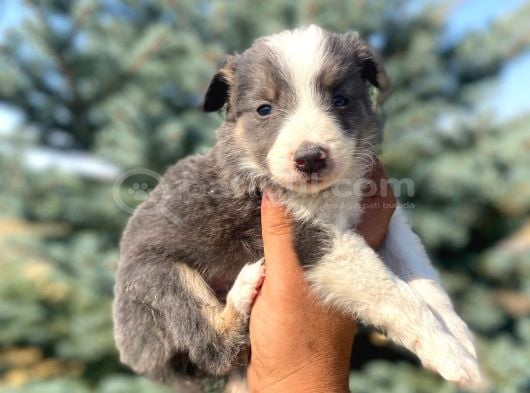 Petmode Köpek Çiftliğinden Border Collie Yavrularımız görsel