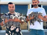 10 Adet Renk Renk British Yavrular Ankara Mağazamizda Görün