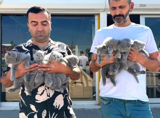 10 Adet Renk Renk British Yavrular Ankara Mağazamizda Görün görsel