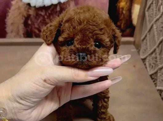 Kore Teacup Irk Garanti̇li̇ Yavrularimiz görsel