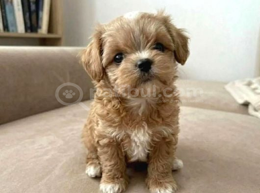ORJINAL KORE TEACUP MALTIPOO YAVRULARIMIZ
