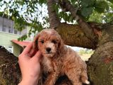 Malti̇poo Ci̇nsi̇ Yavrular Ev Üreti̇mi̇