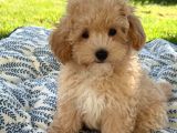 Malti̇poo Ci̇nsi̇ Yavrular Ev Üreti̇mi̇