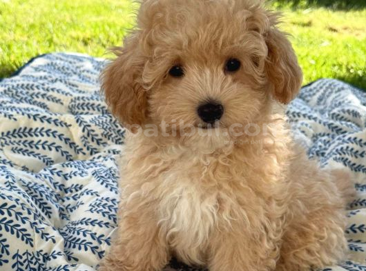 Malti̇poo Ci̇nsi̇ Yavrular Ev Üreti̇mi̇ görsel