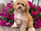 MALTİPOO CİNSİ YAVRULAR EV ÜRETİMİ