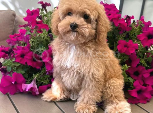 MALTİPOO CİNSİ YAVRULAR EV ÜRETİMİ