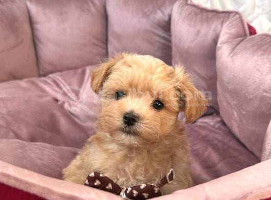 Malti̇poo Ci̇nsi̇ Yavrular Ev Üreti̇mi̇ görsel