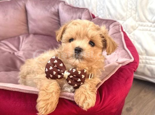 Malti̇poo Ci̇nsi̇ Yavrular Ev Üreti̇mi̇ görsel