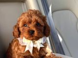 Toy Poodle Sevi̇mli̇ Yavrular Ev Üreti̇mi̇